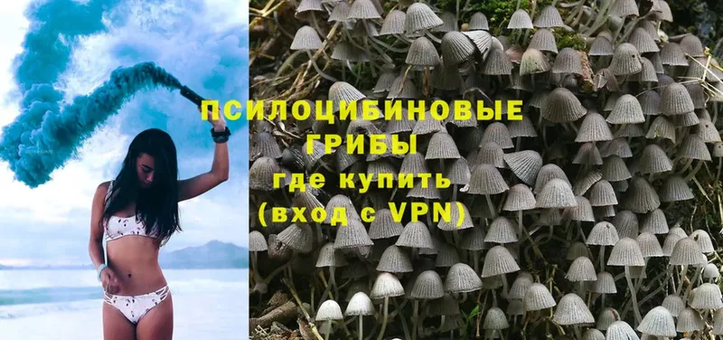 Галлюциногенные грибы MAGIC MUSHROOMS  это какой сайт  Каменногорск 